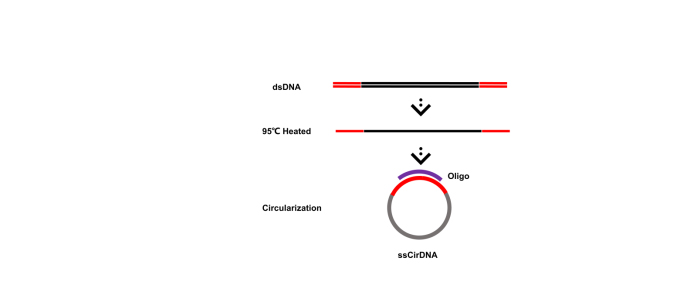 DNA single strand circularization