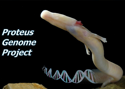 BGI and partners complete draft of the Proteus genome, one of the largest genomes ever sequenced