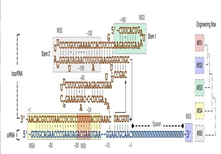 Whole-Genome Sequencing Facilitates CRISPR-Cas12f1 System Upgrade