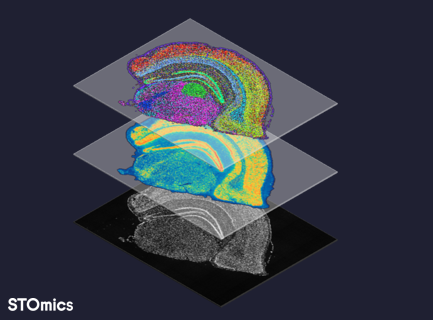 Stereo-seq Transcriptomics Solution (standard version)